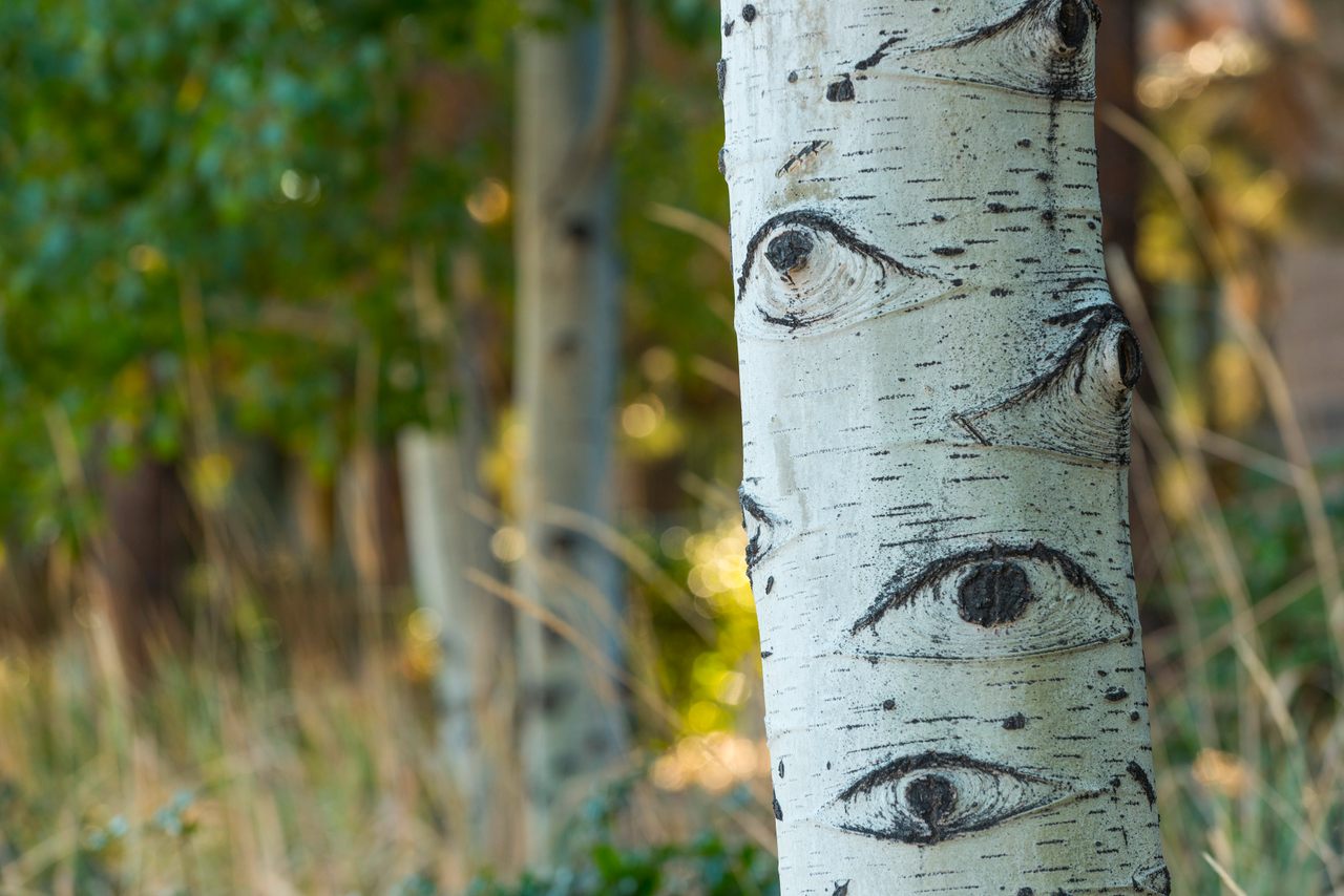 gli occhi degli alberi